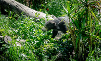 Oakland Zoo